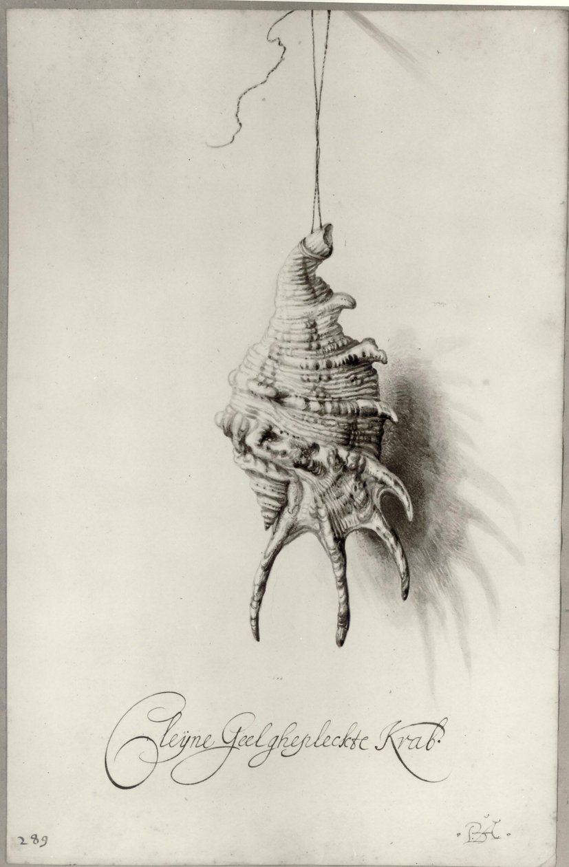 Seashell from an Album by Bartholomeus Assteyn