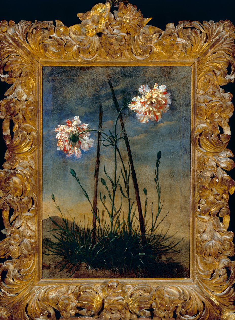 Carnations by Bartolomeo Bimbi