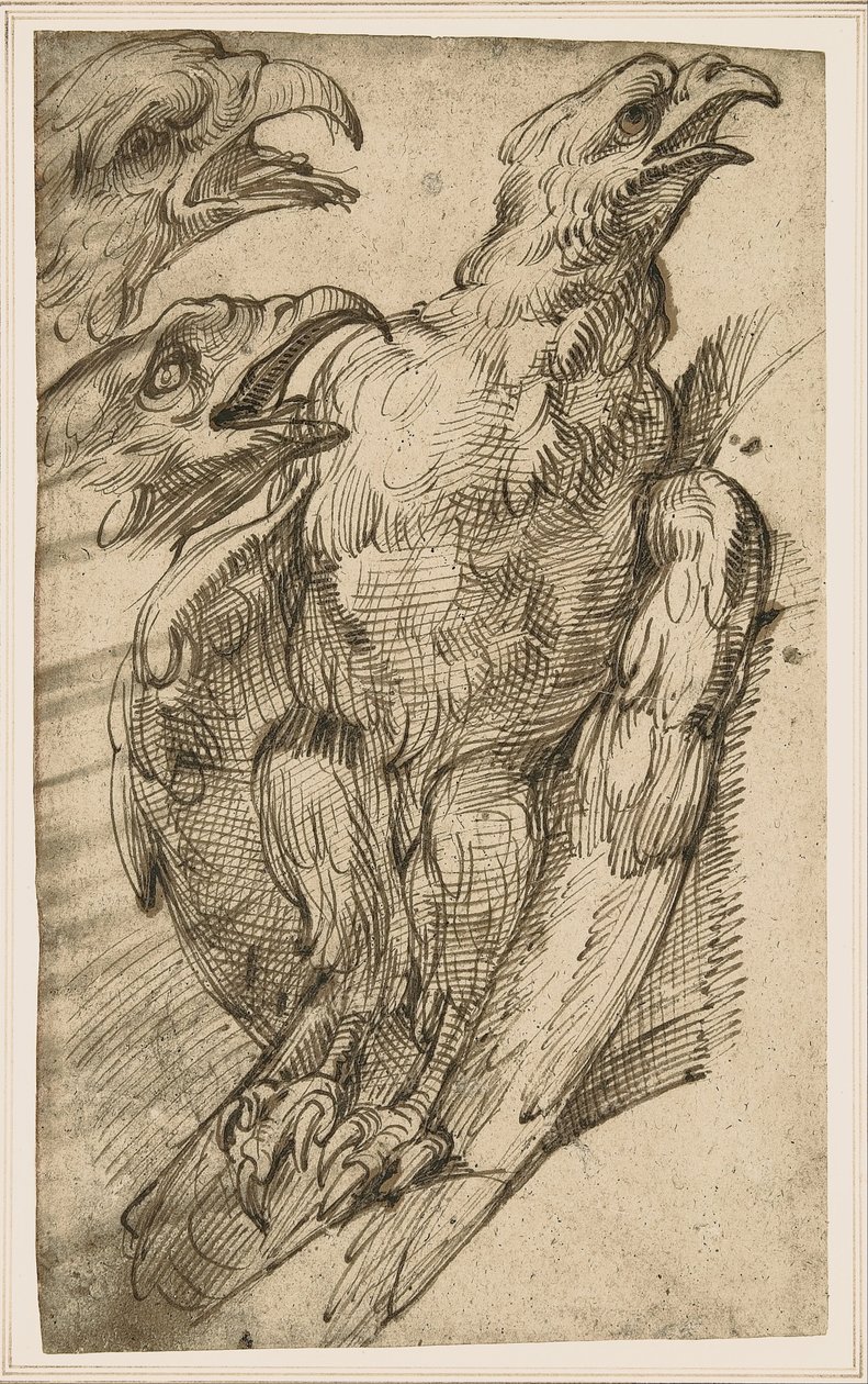 Study of an Eagle by Bartolomeo Passarotti