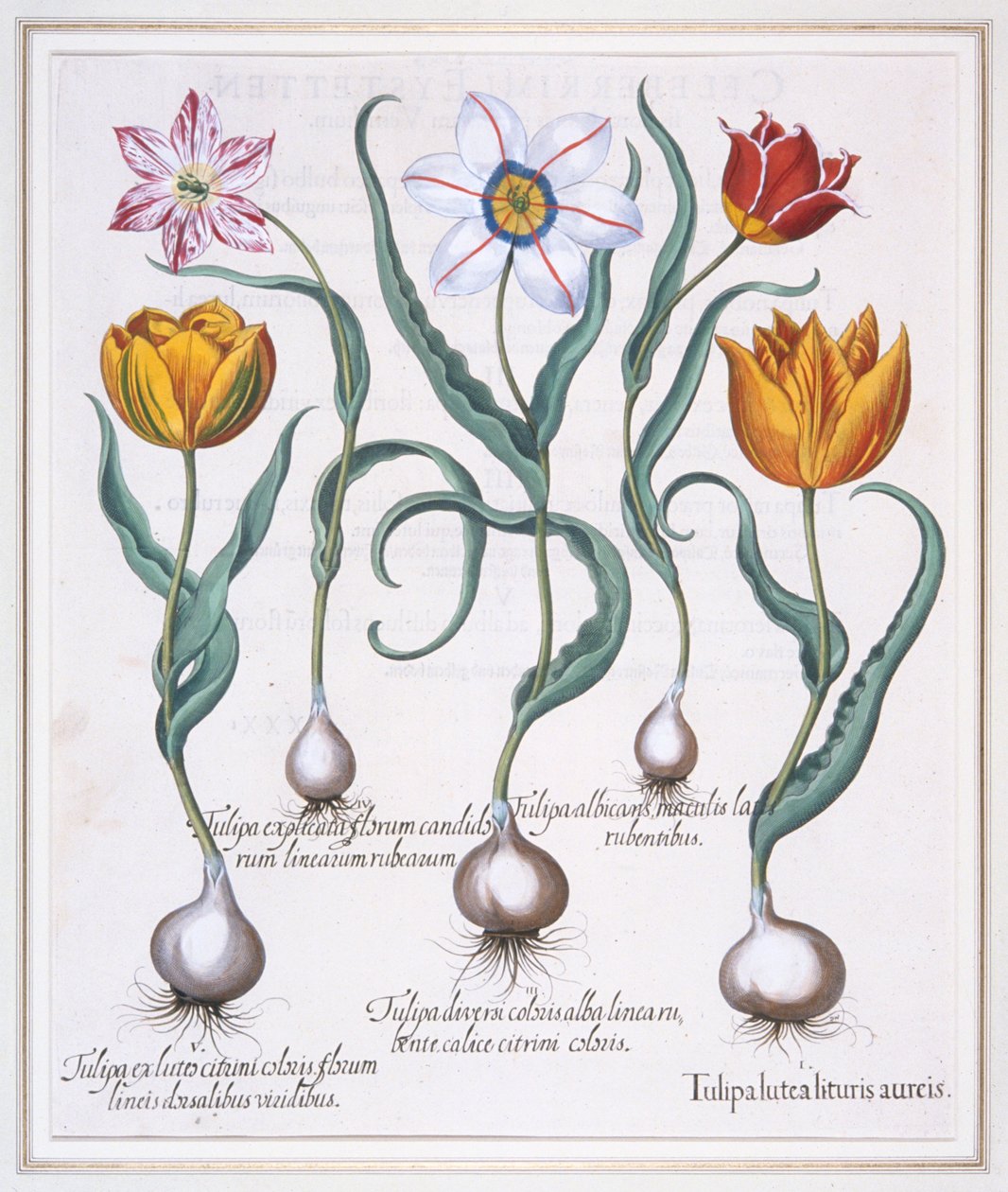 Tulipa Lutea Lituris Aureis, Broken Yellow Sylvestris-type Tulip by Basil Besler