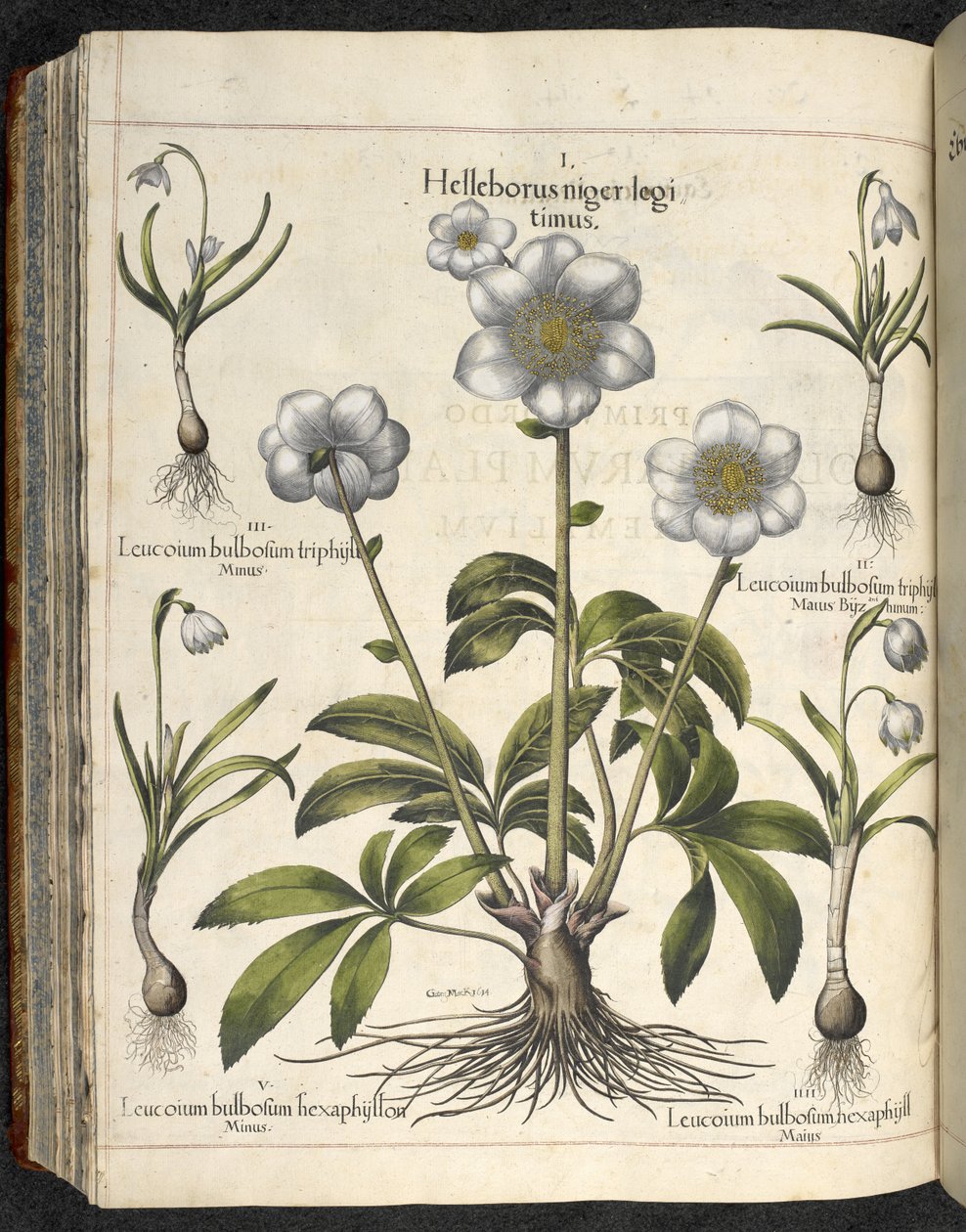 Helleborus niger, Illustration from 