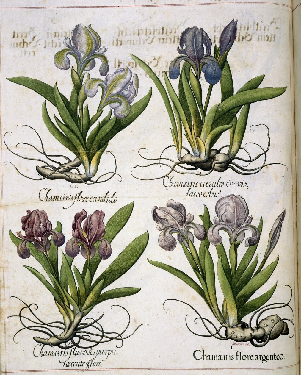 Iris, from Hortus Eystettensis by Basilius Besler