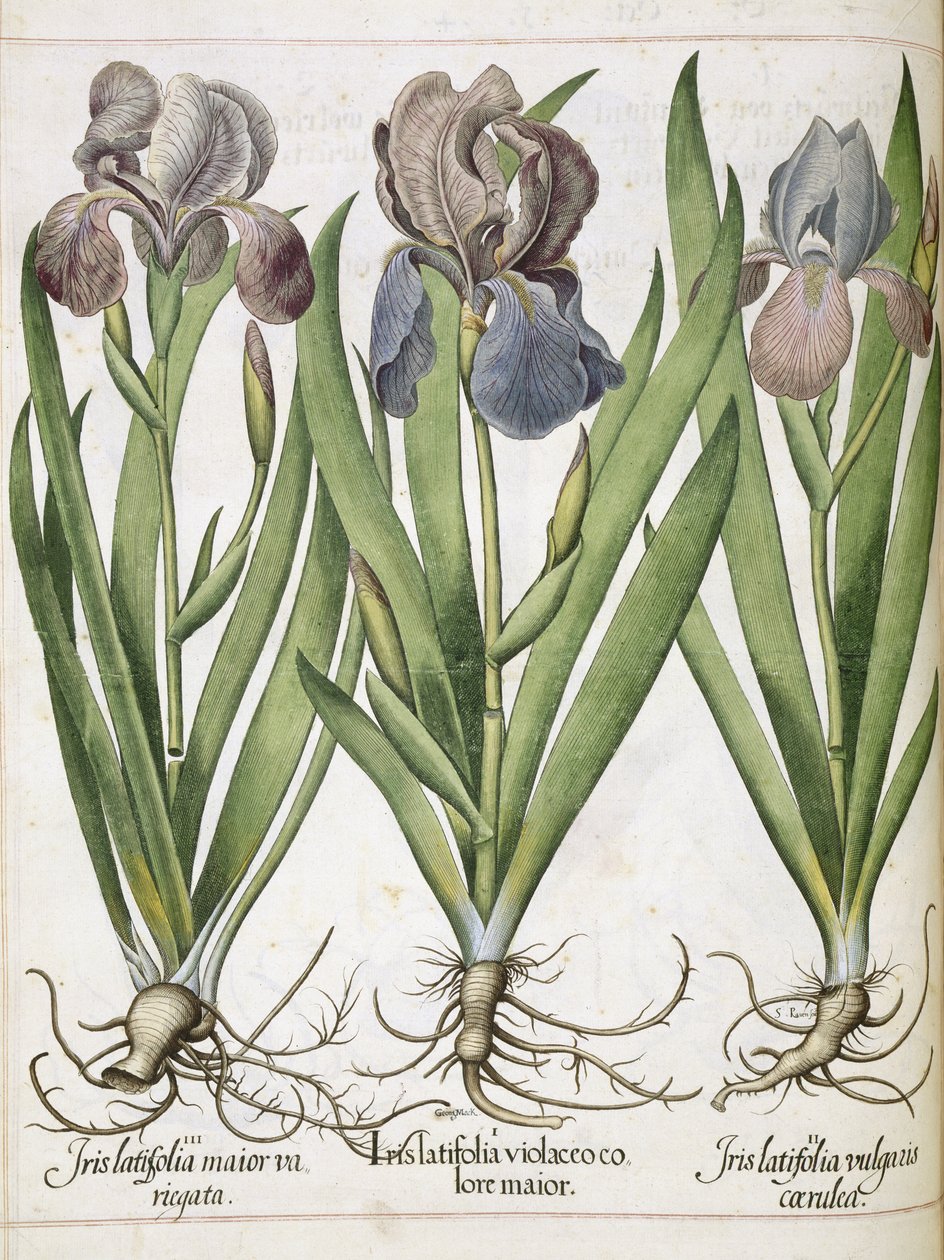 Iris, from 