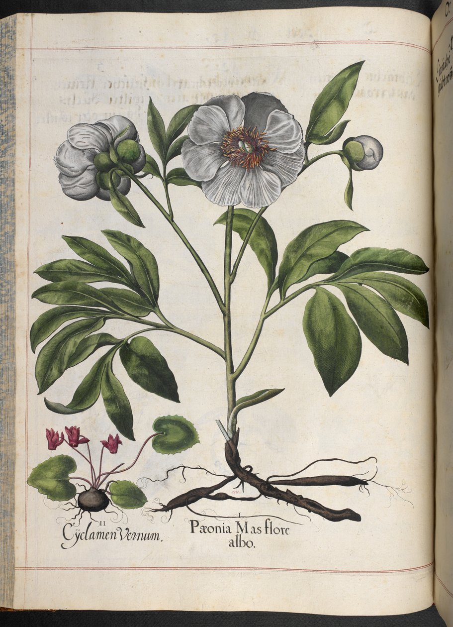 Plate 106: Cyclamen Vernum, Paonia Mas Flore Albo, from Hortus Eystettensis, by Basilius Besler by Basilius Besler