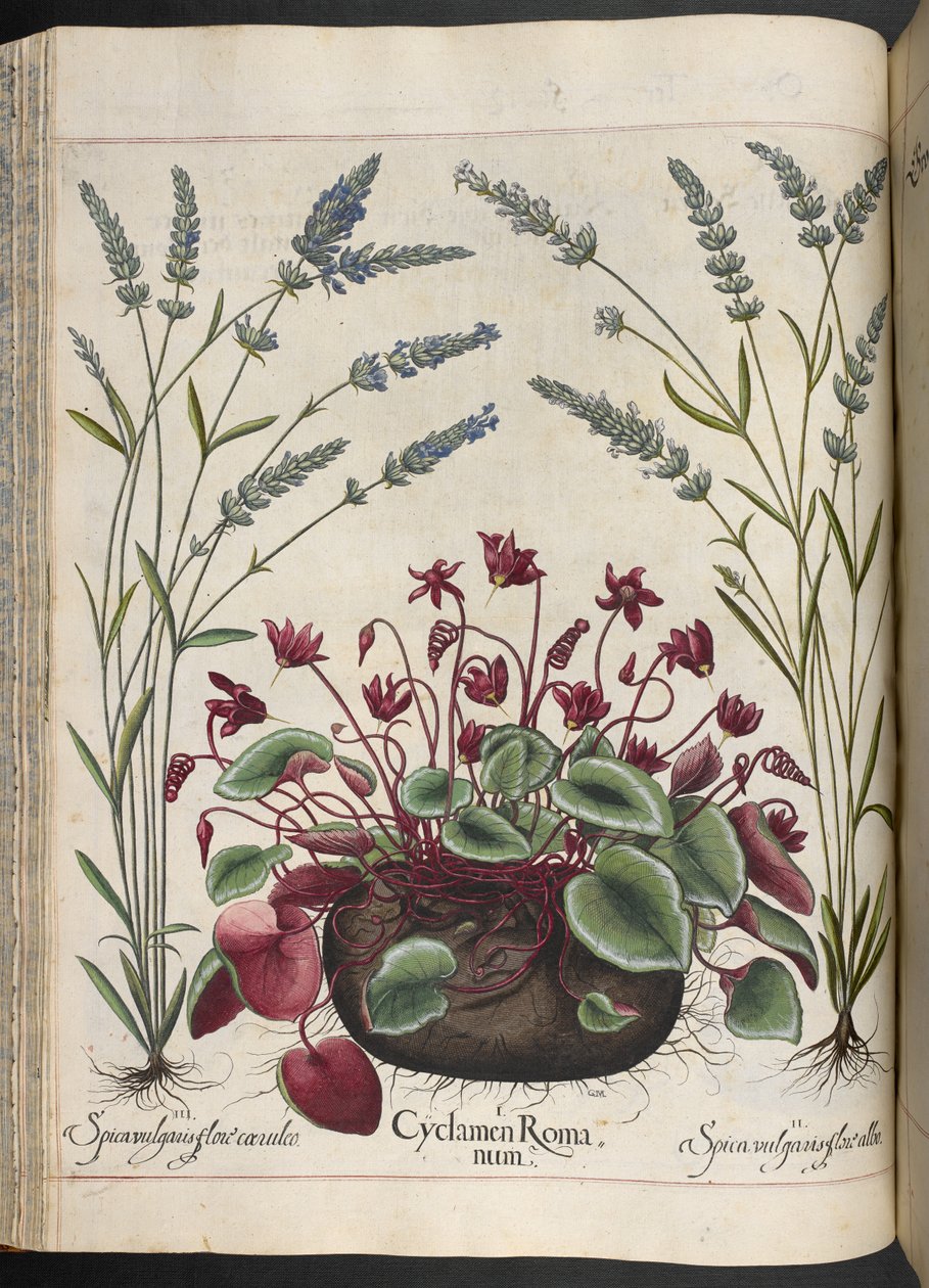 Plate 347: Cyclamen Romanum, from Hortus Eystettensis, by Basilius Besler by Basilius Besler