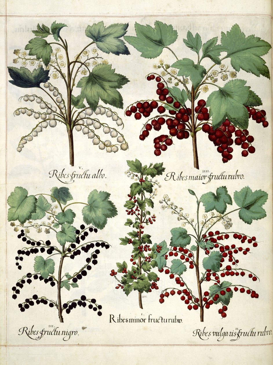 Red and blackcurrant plants, from 