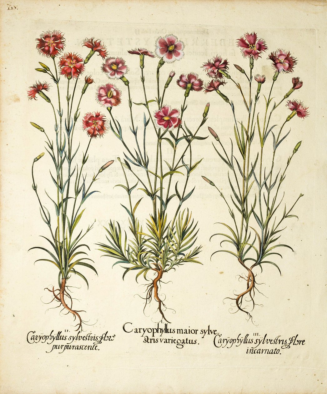 Varieties of Caryophyllus Sylvestris (published in Hortus Eystettensis) by Basilius Besler