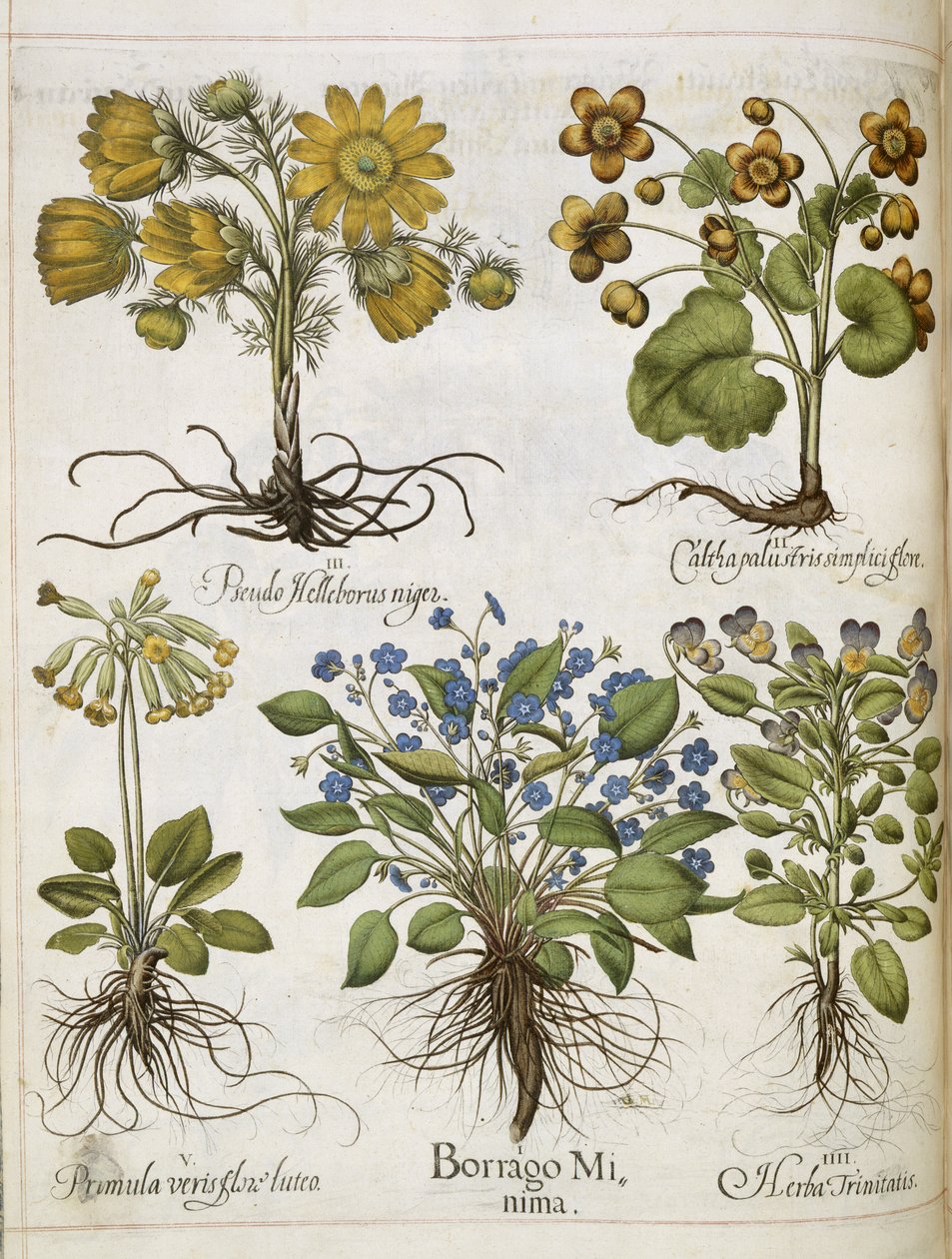 Various plants, from 