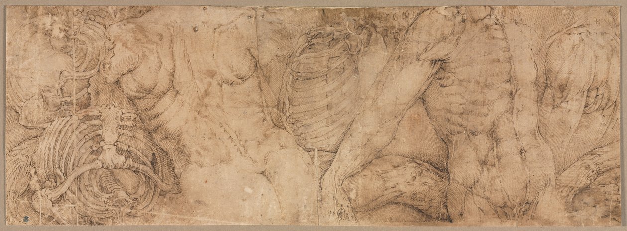 Torsos with Rib Cages, early 1540s by Battista Franco