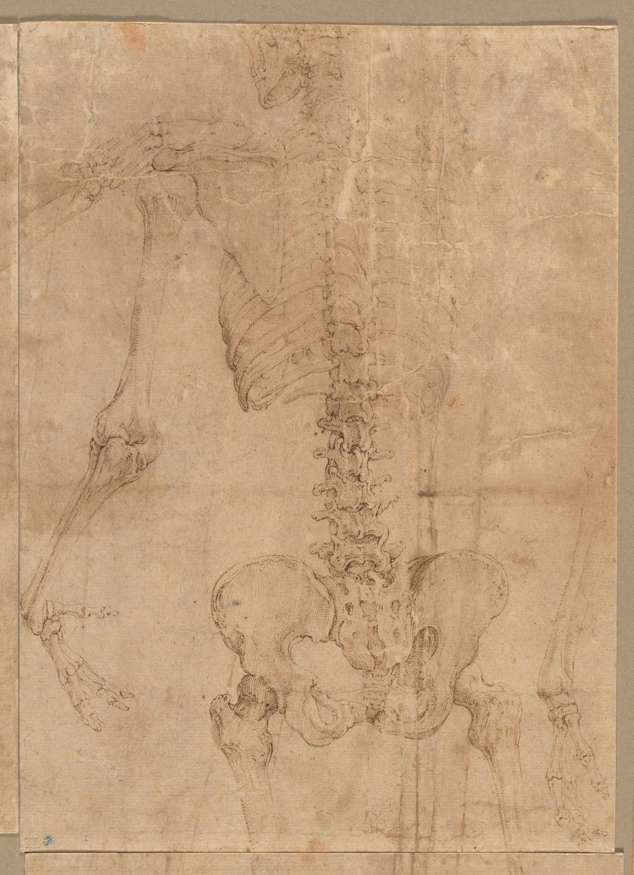 Upper Half of Skeleton from the Back by Battista Franco