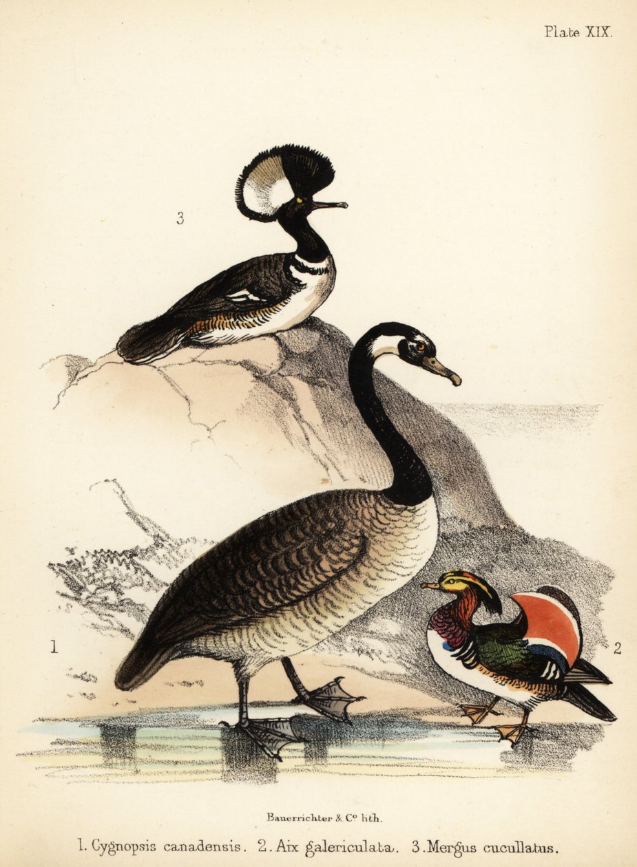 Canada goose, Mandarin duck and hooded merganser. 1855 by Bauerrichter