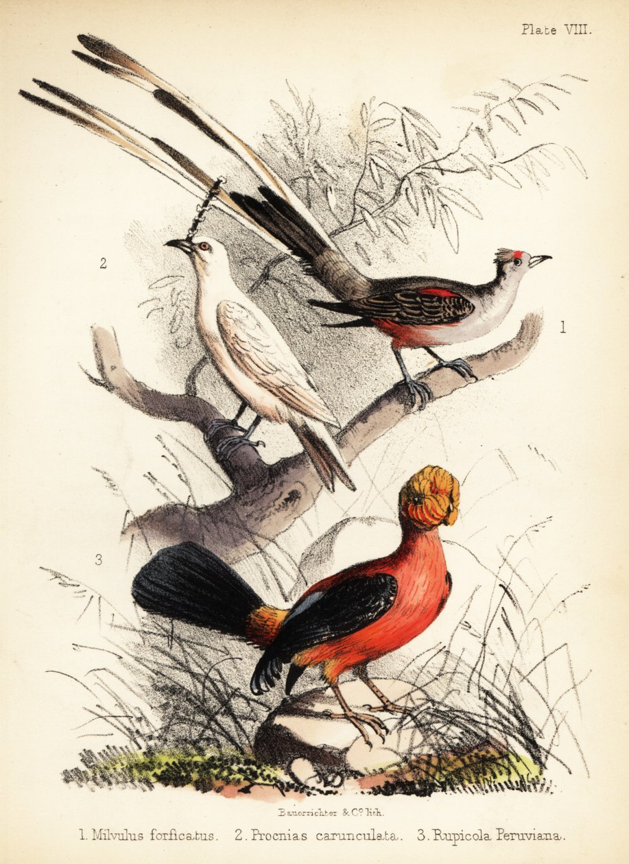Scissor-tailed flycatcher, white bellbird and Andean cock-of-the-rock by Bauerrichter
