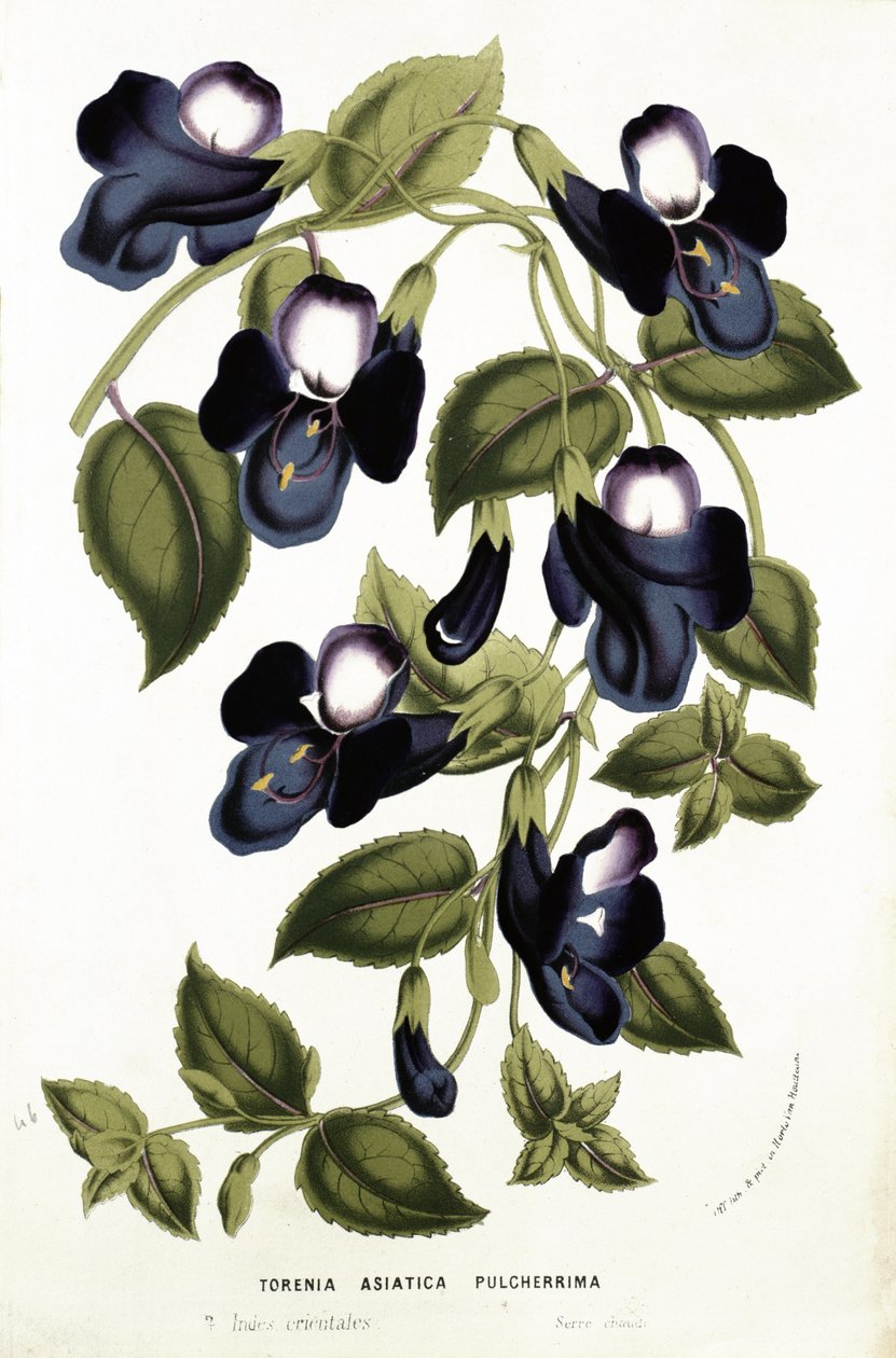 Torenia Asiatica pulcherrima, from 
