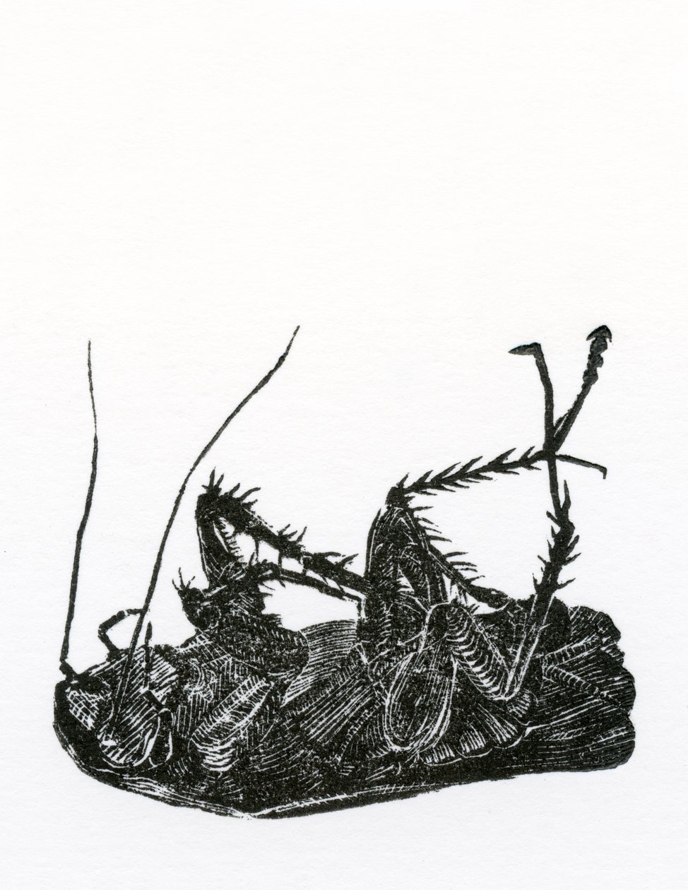 Dead Cockroach by Bella Larsson