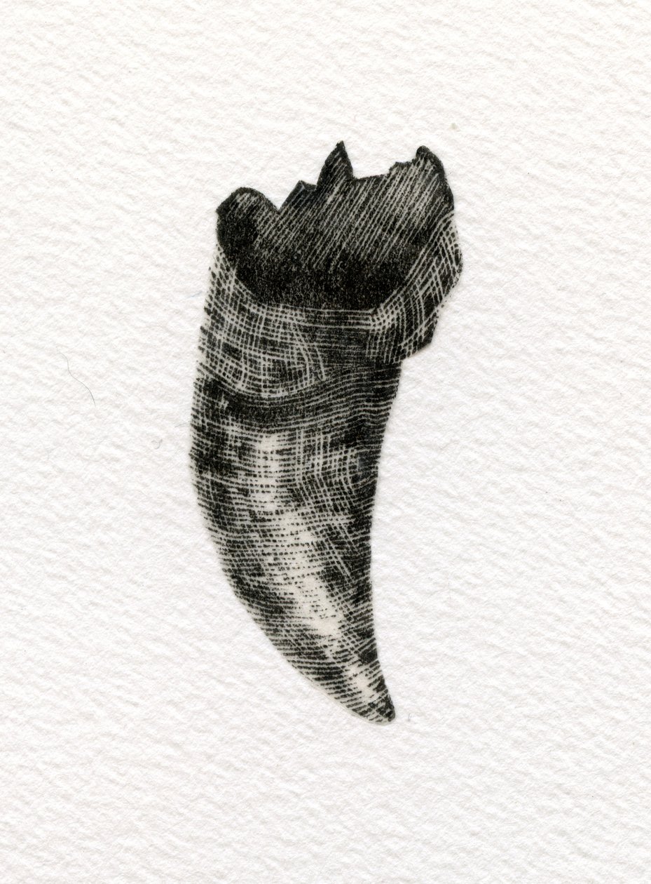 Feline Tooth by Bella Larsson