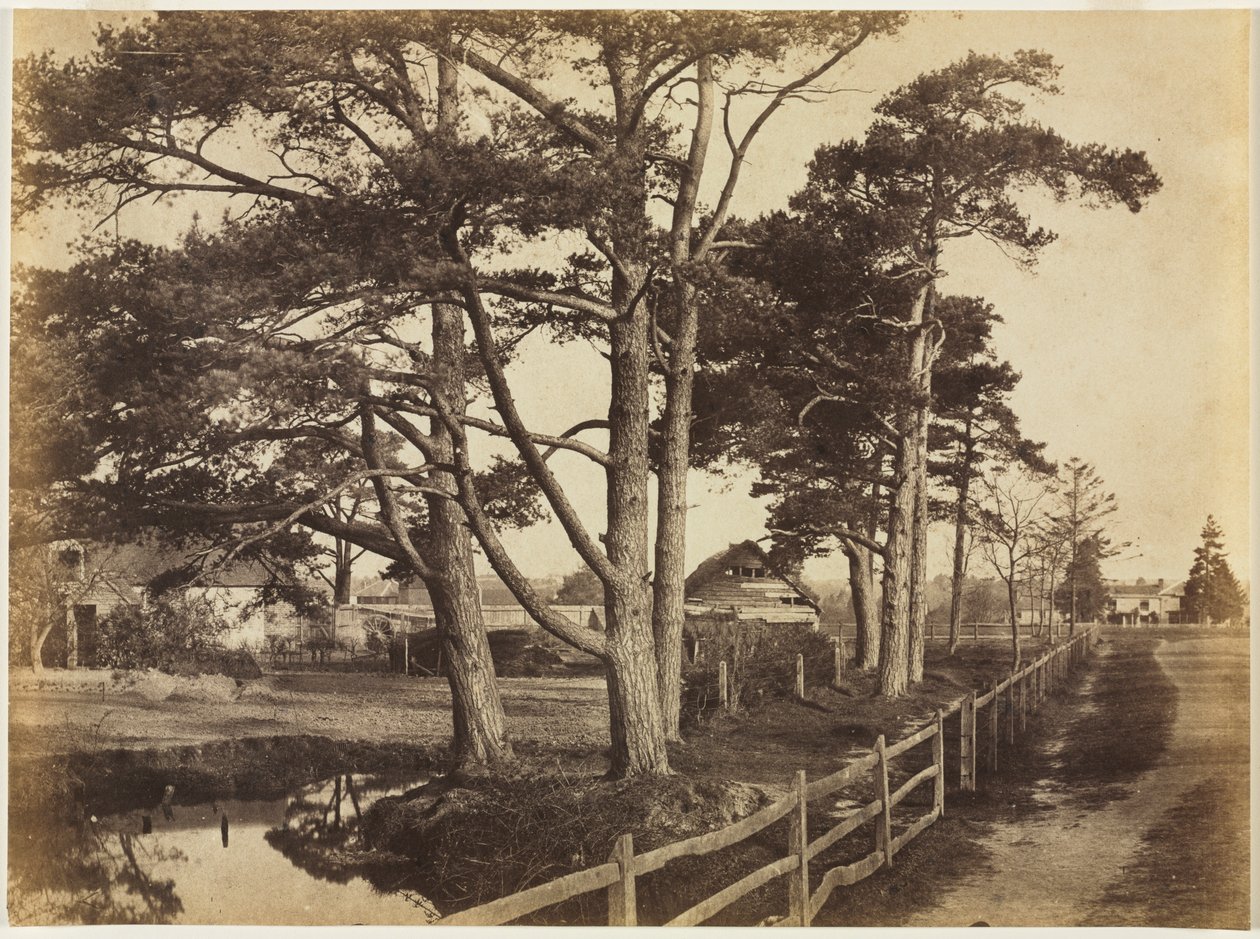 Scotch Firs, Hawkhurst by Benjamin Brecknell Turner
