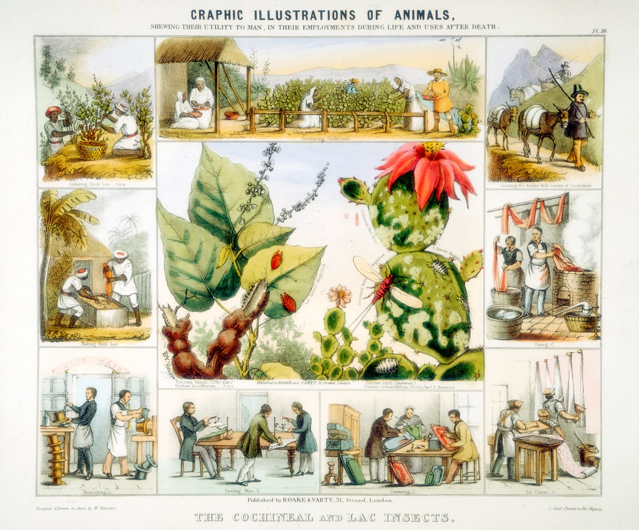 Cochineal and lac insects by Benjamin Waterhouse Hawkins