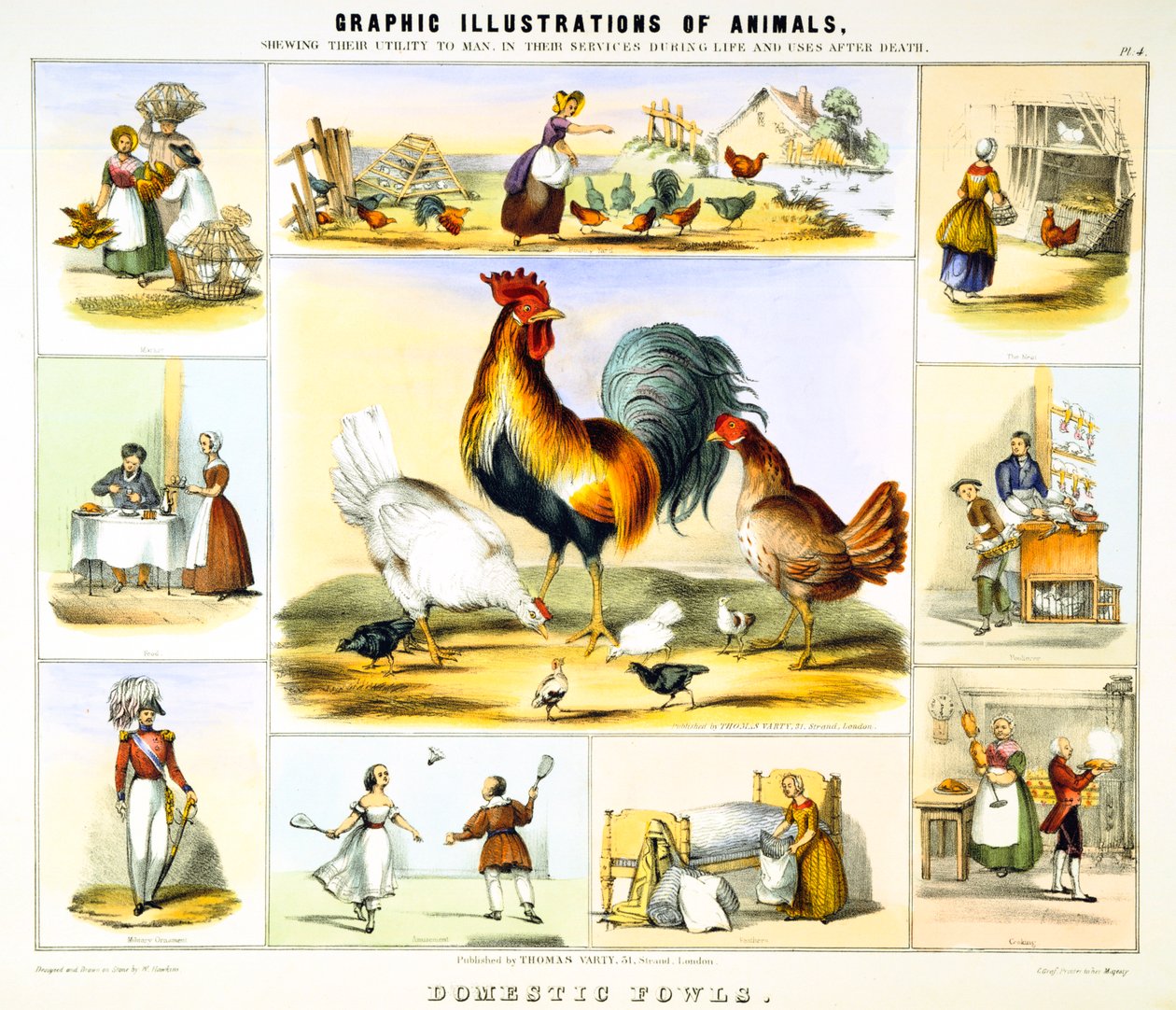 Domestic Fowl by Benjamin Waterhouse Hawkins