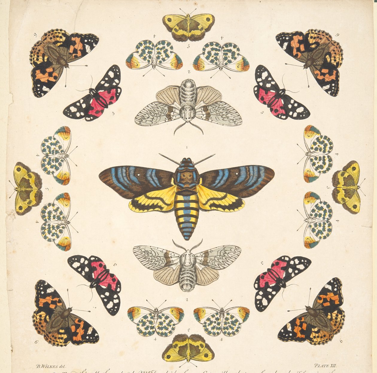 Detail from Plate XII, from A Rare Depiction of Butterflies and Moths, pub. 1764 by Benjamin Wilkes