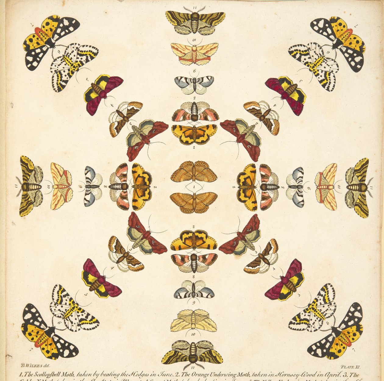 Detail from Plate XI, from A Rare Depiction of Butterflies and Moths, pub. 1764 by Benjamin Wilkes