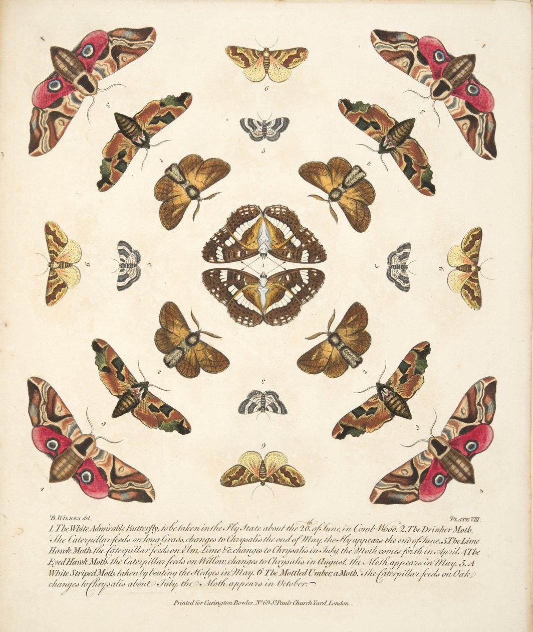 Plate VIII, from A Rare Depiction of Butterflies and Moths, pub. 1764 by Benjamin Wilkes