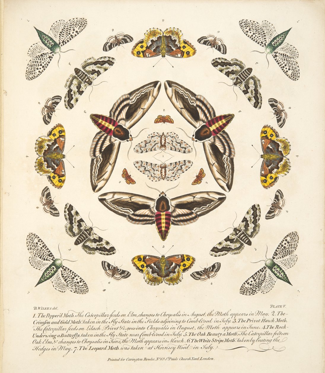 Plate V, from A Rare Depiction of Butterflies and Moths, pub. 1764 by Benjamin Wilkes