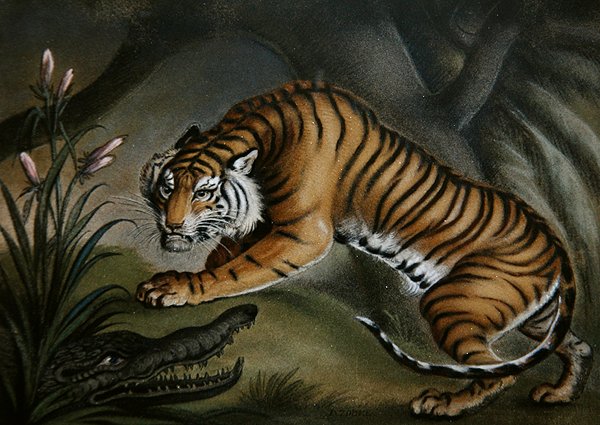 Tiger and Crocodile by Benjamin Zobel