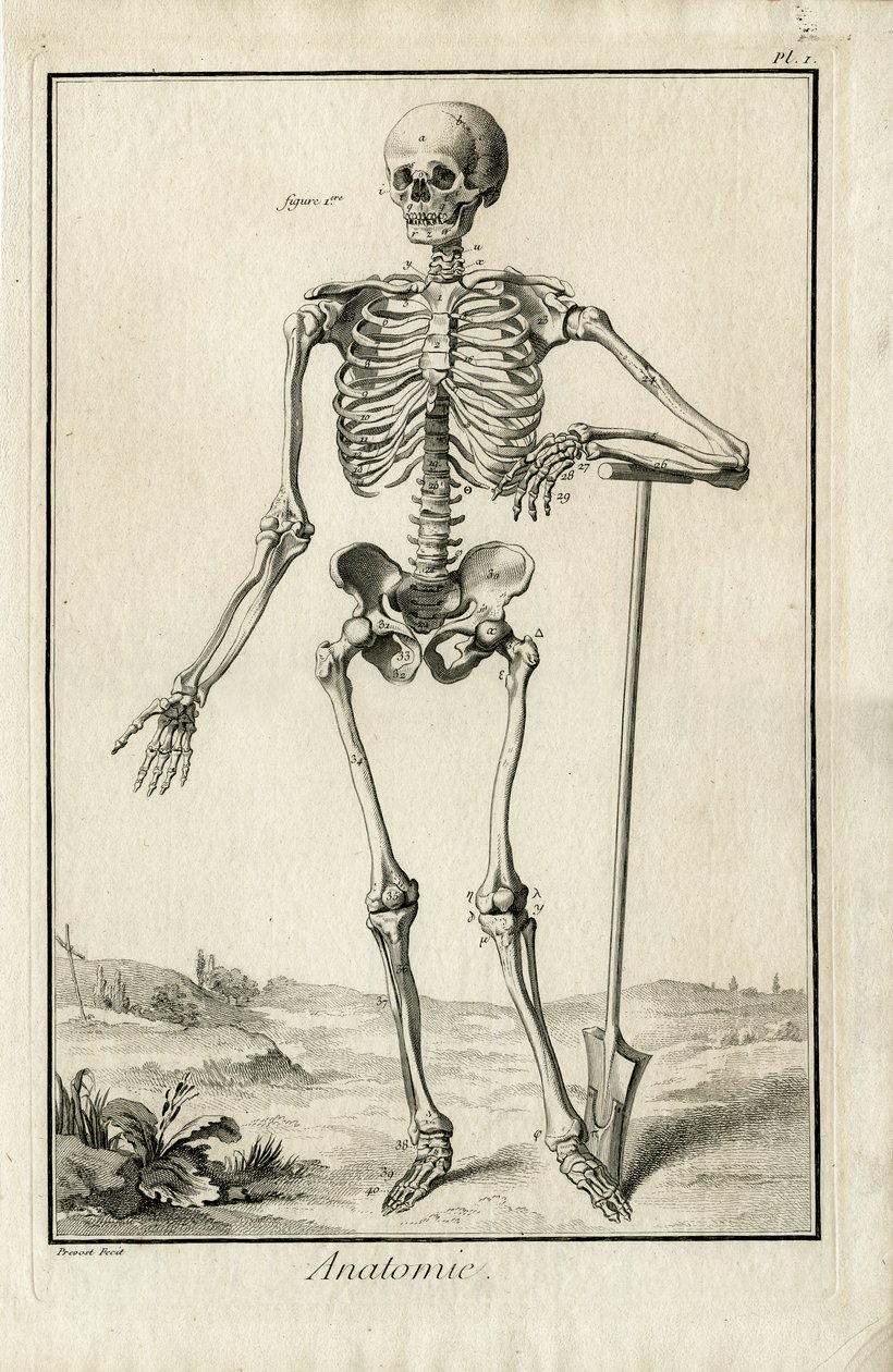 Anatomy - anatomical study of a skeleton by Benoit Louis Prevost