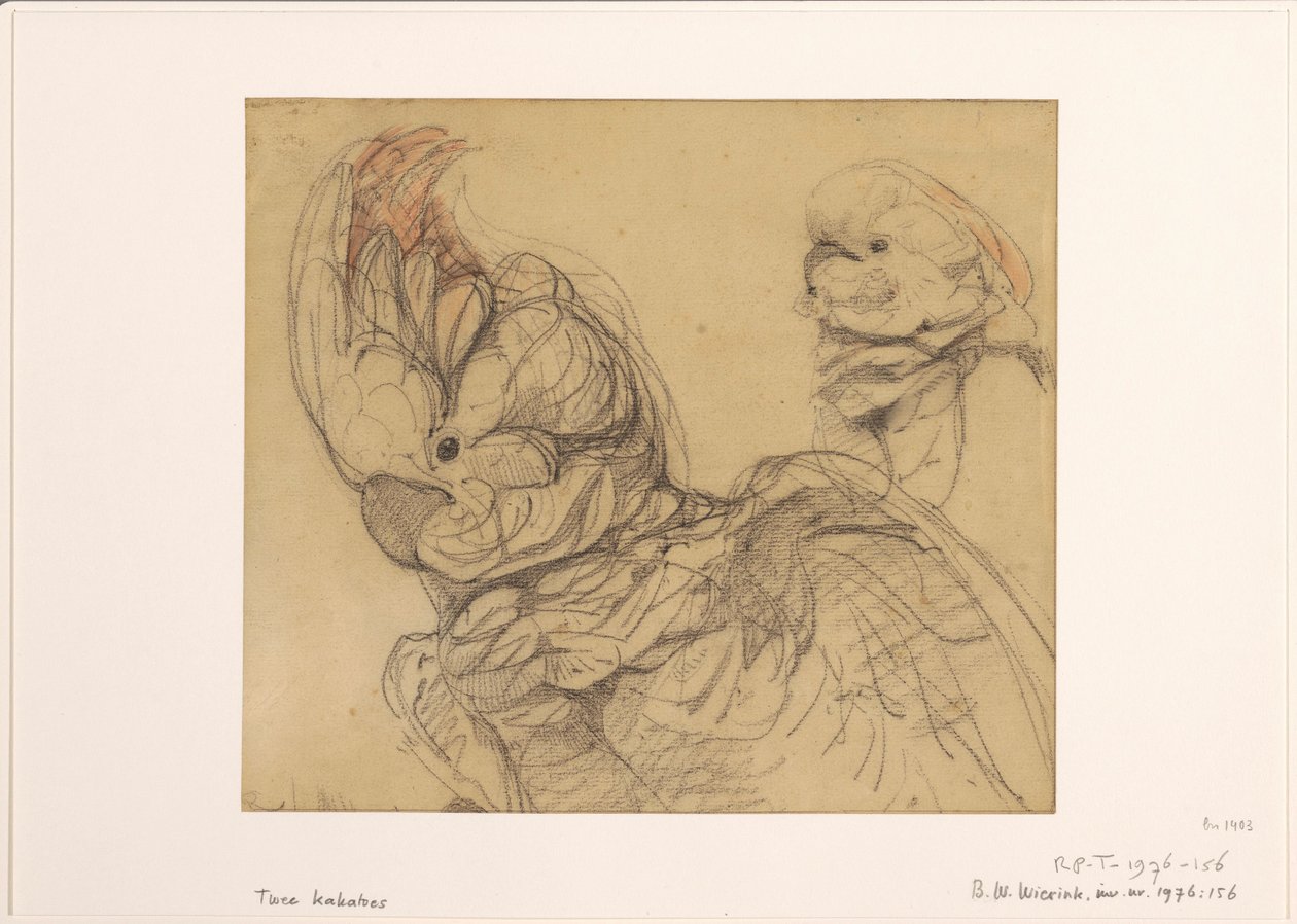 Two Cockatoos, Half-Length by Bernard Willem Wierink