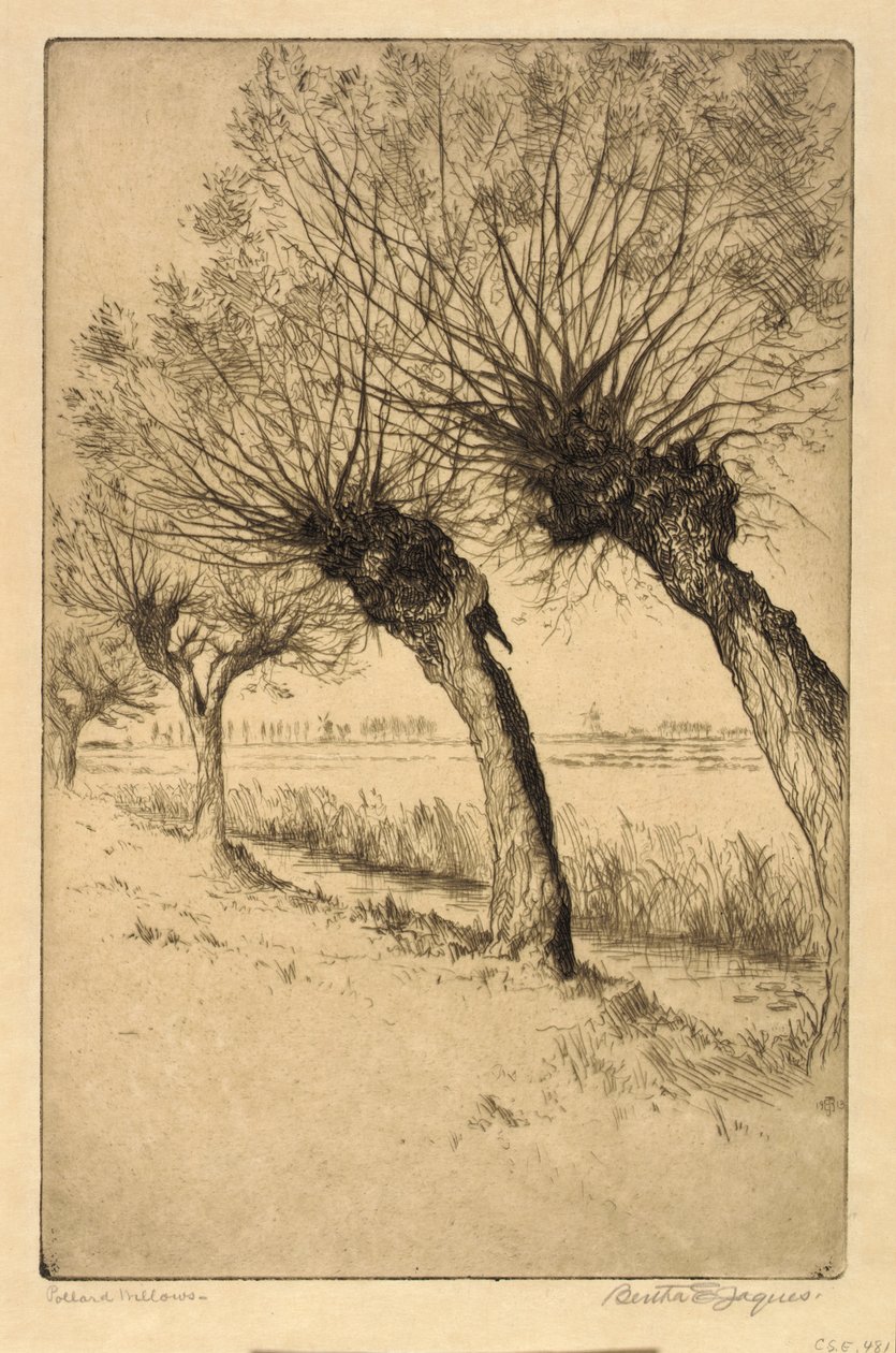Pollard Willows, Rijsord, Holland by Bertha E. Jaques