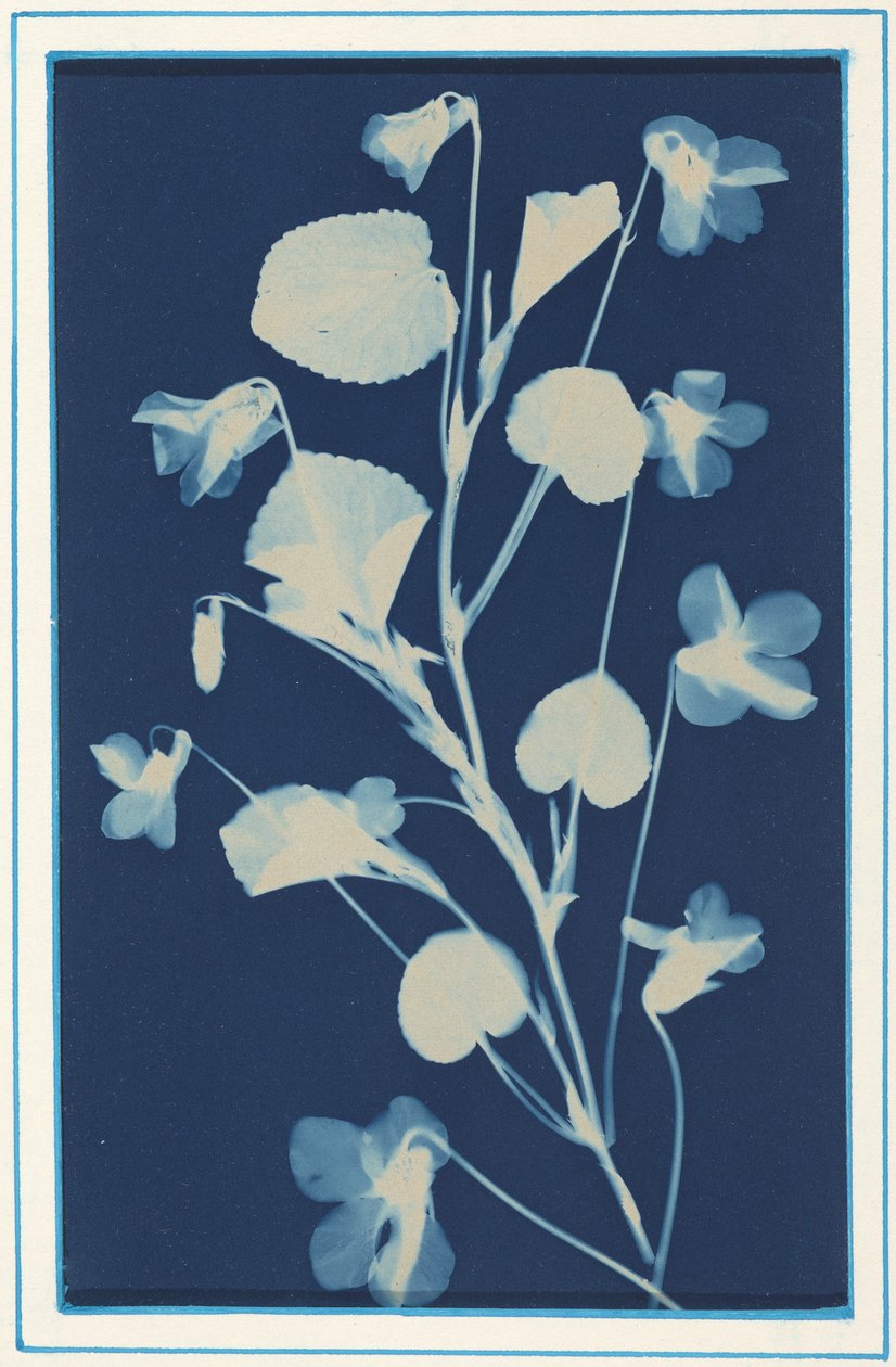Untitled, c. 1900 by Bertha Jaques