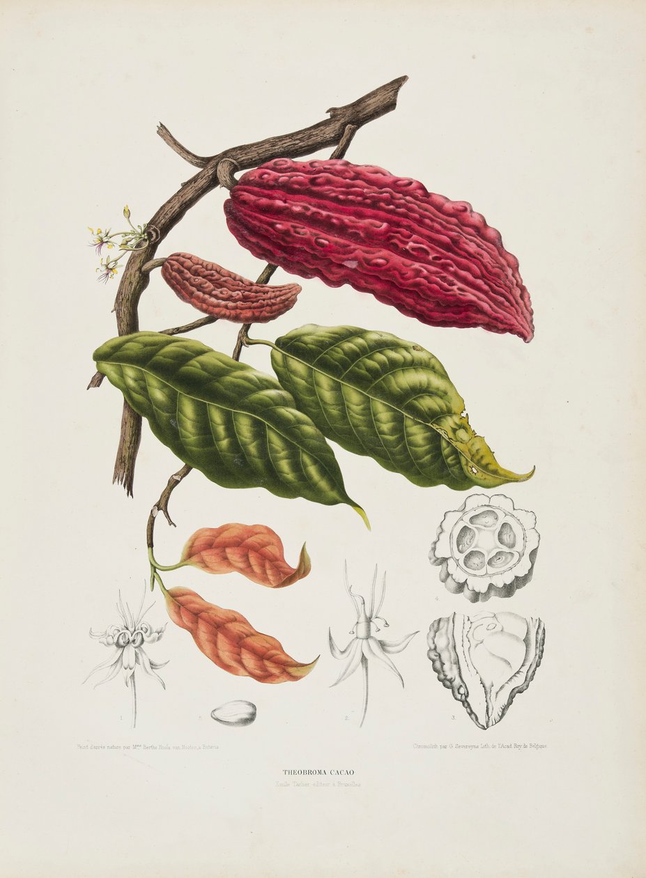 Theobroma, Cacao tree by Berthe Hoola van Nooten