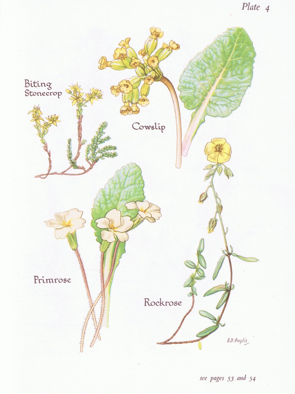 Biting Stonecrop or Wall Pepper, Cowslip, Rockrose, Primrose by Bessie D. Inglis