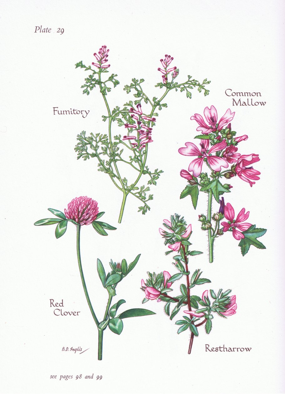 Common Mallow, Restharrow, Fumitory, Red Clover by Bessie D. Inglis