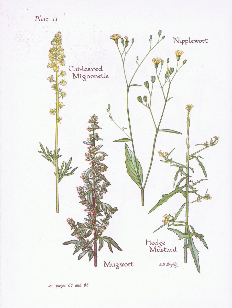 Cut-Leaved Mignonette, Mugwort, Nipplewort, Hedge Mustard by Bessie D. Inglis