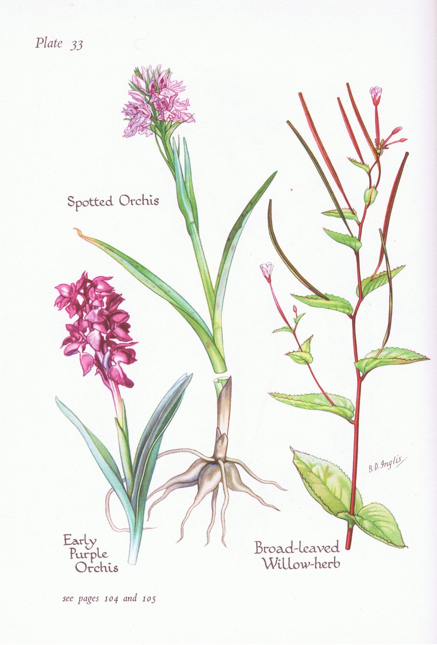 Early Purple Orchis, Spotted Orchis, Broad Leaved Willow Herb by Bessie D. Inglis
