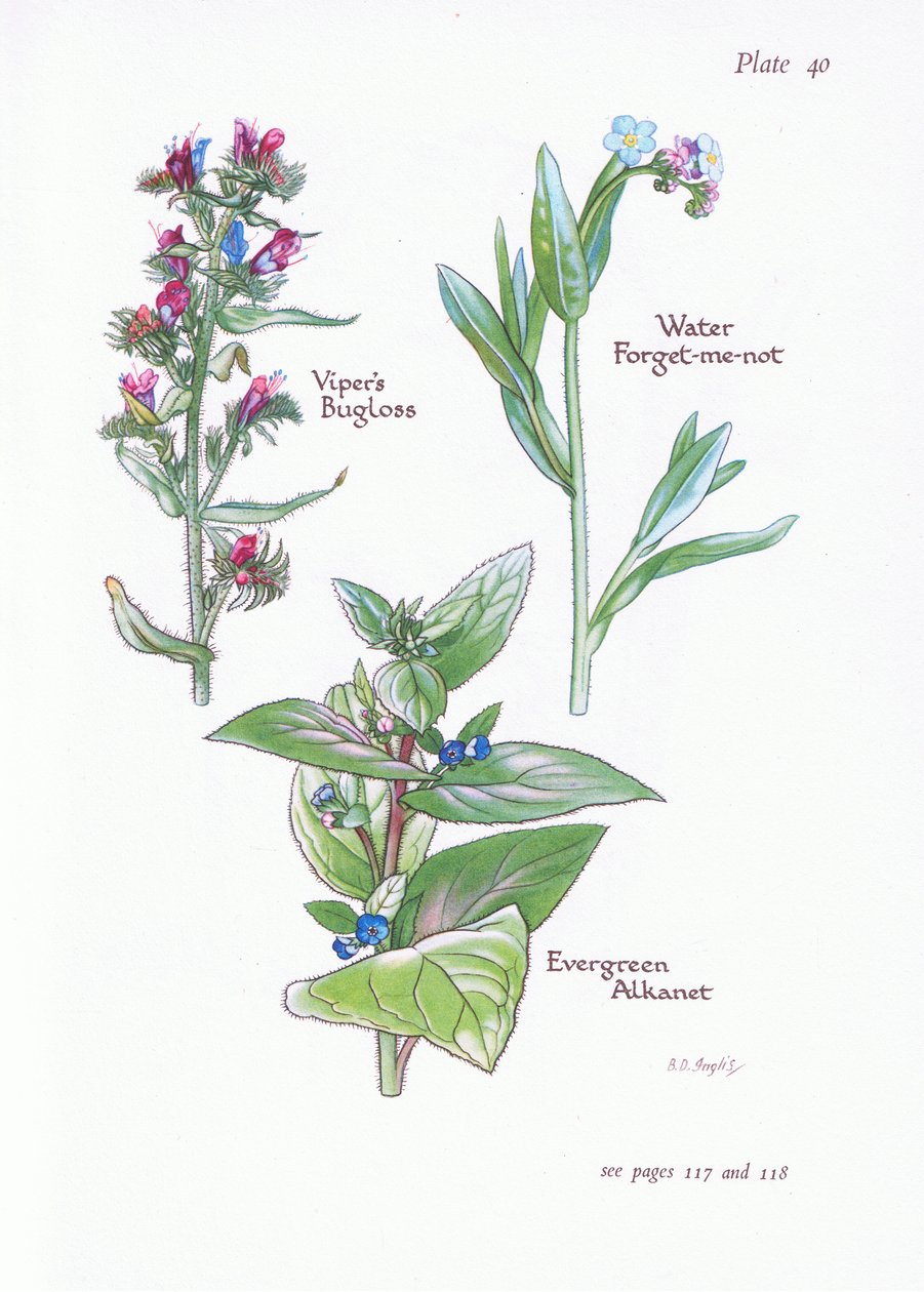 Evergreen Alkanet, Vipers Bugloss, Water Forget-Me-Not by Bessie D. Inglis