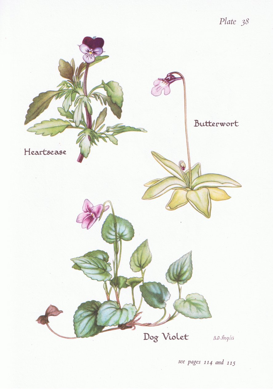 Heartsease, Dog Violet, Butterwort by Bessie D. Inglis