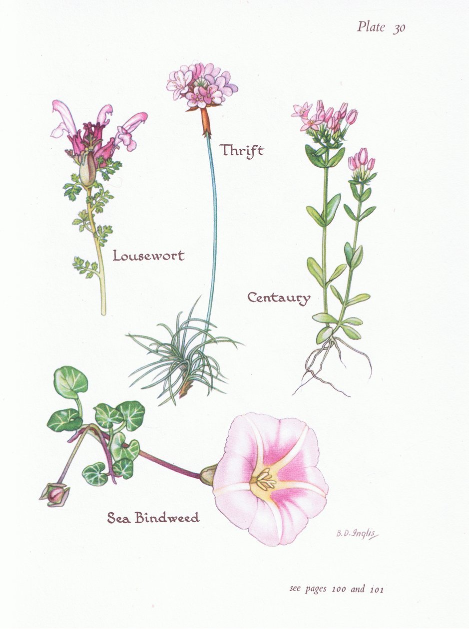 Lousewort, Thrift or Sea Pink, Centaury, Sea Bindweed by Bessie D. Inglis