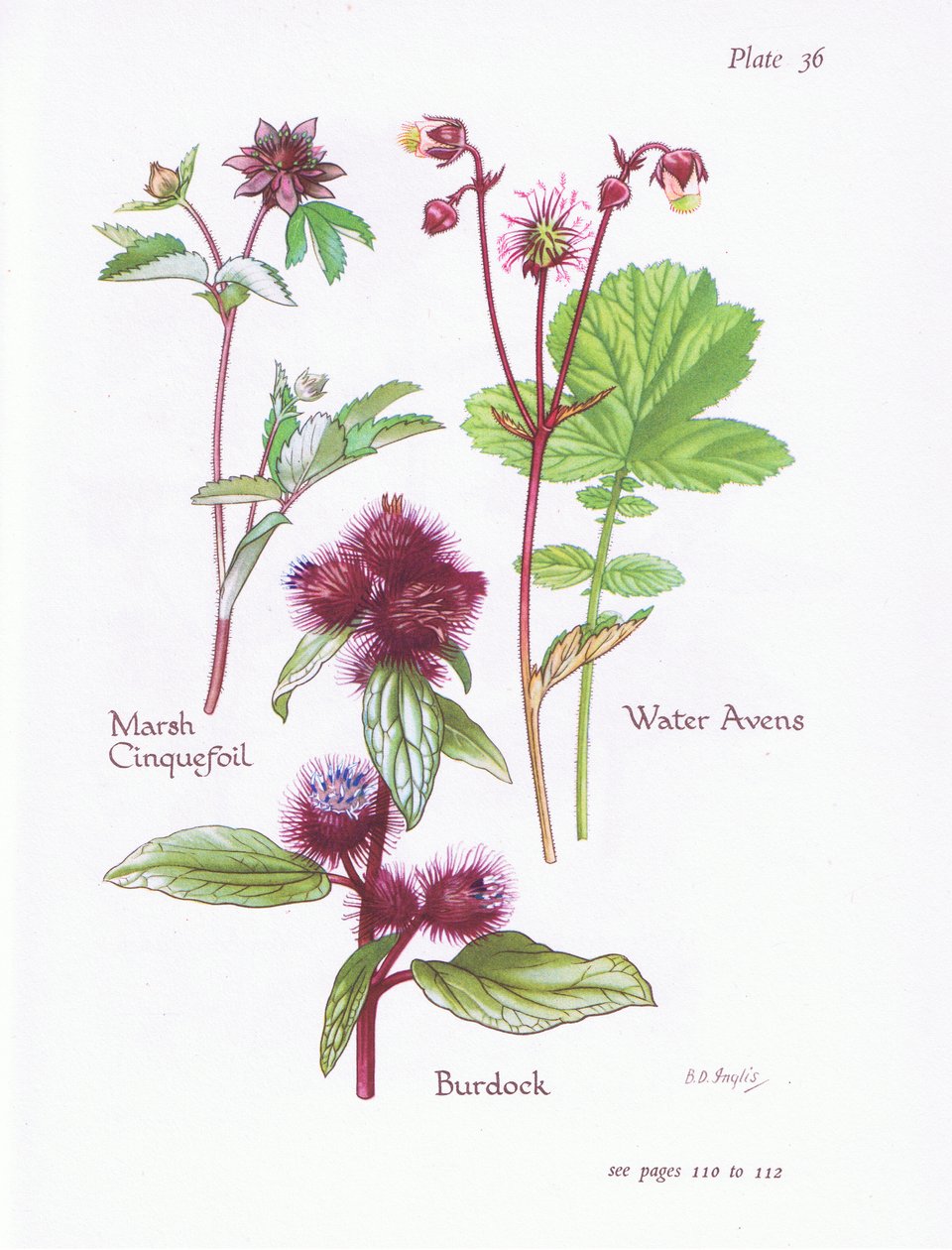 Marsh Cinquefoil, Burdock, Water Avens by Bessie D. Inglis