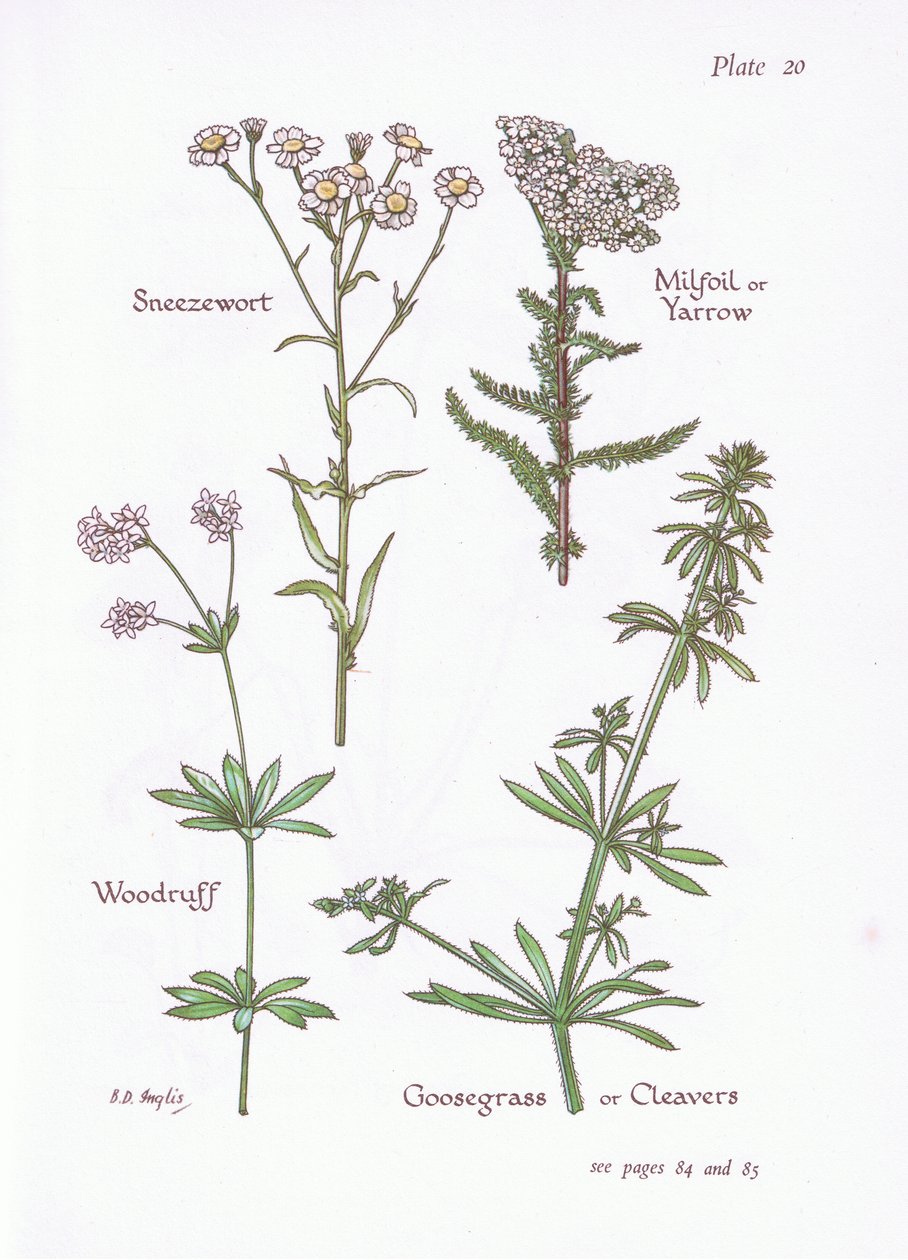 Sneezewort, Milfoil or Yarrow, Woodruff, Goosegrass or Cleavers by Bessie D. Inglis