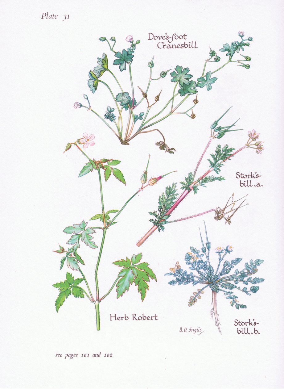 Storks Bill, Doves Foot, Cranesbill, Herb Robert by Bessie D. Inglis