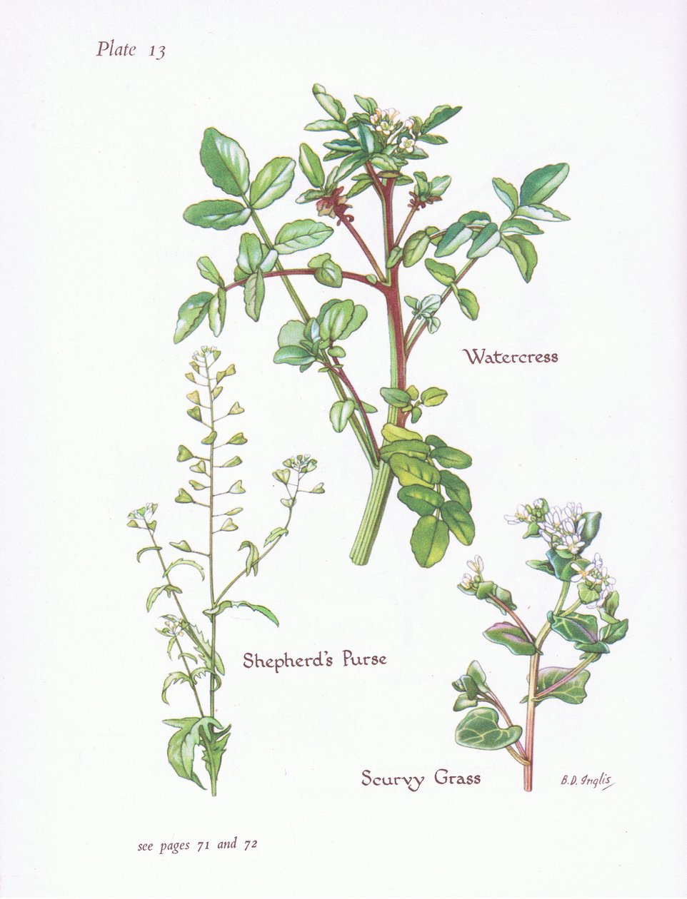 Watercress, Shepherds Purse, Scurvy Grass by Bessie D. Inglis