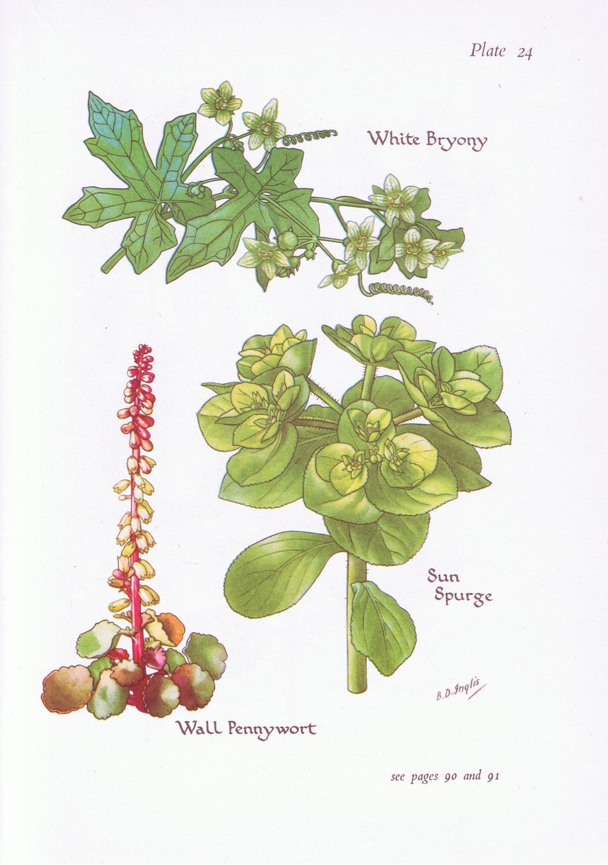 White Bryony, Sun Spurge, Wall Pennywort by Bessie D. Inglis