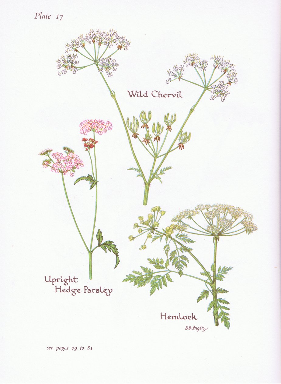 Wild Chevril, Hemlock, Upright Hedge Parsley by Bessie D. Inglis