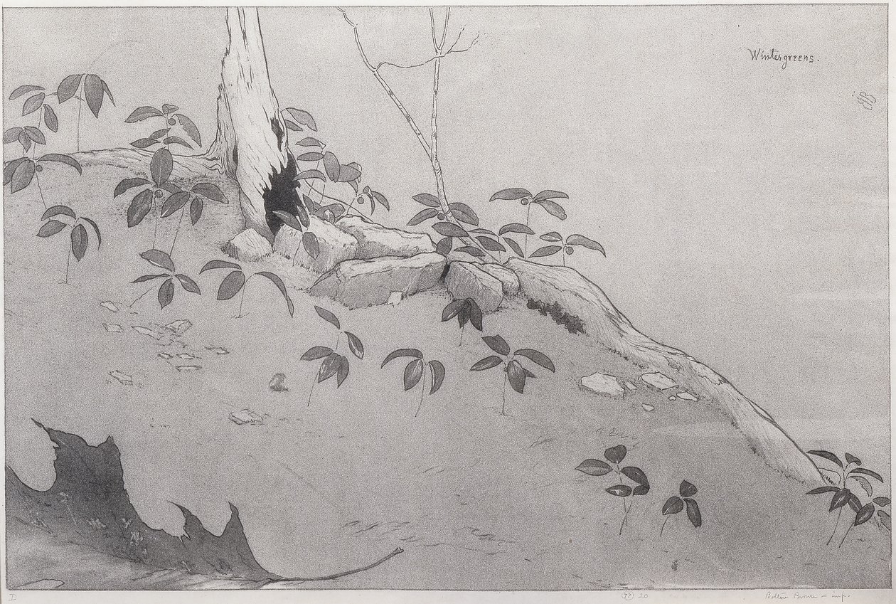Winter-Greens by Bolton Coit Brown