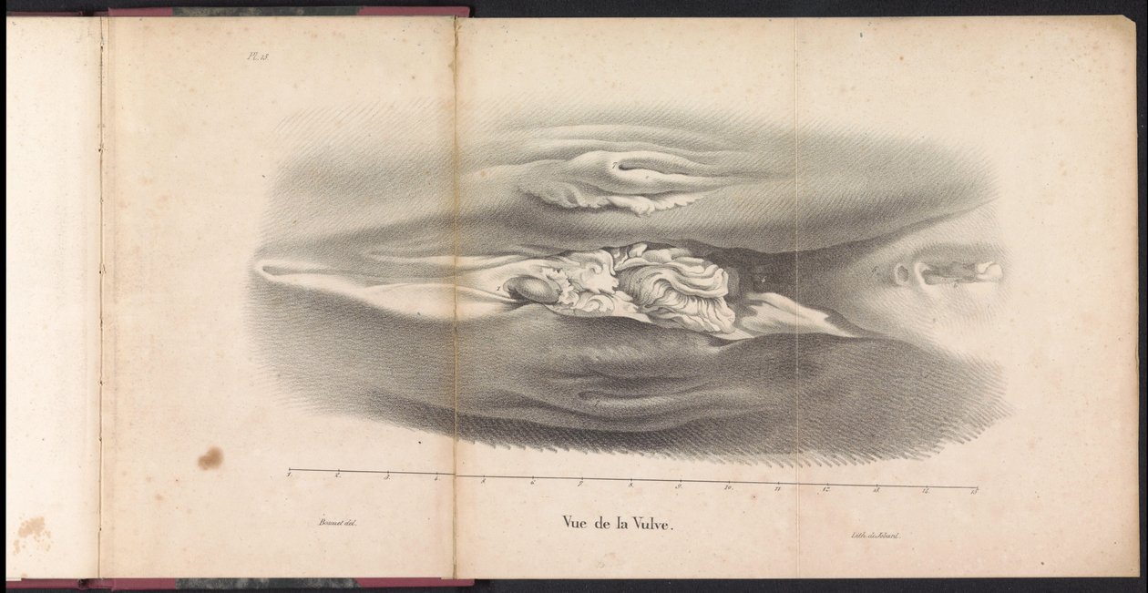 Female Genitalia of the Whale, 1827 by Bossuet