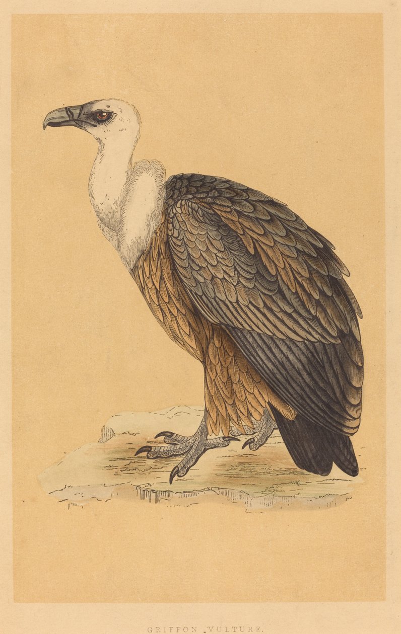 Griffon Vulture by British 19th Century