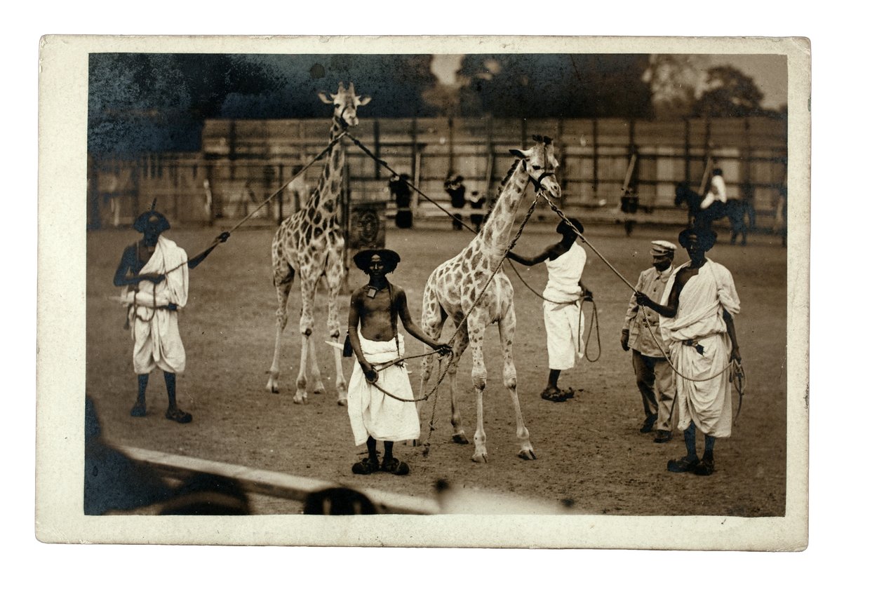 Giraffes and their Somali handlers, c.1905 by British Photographer