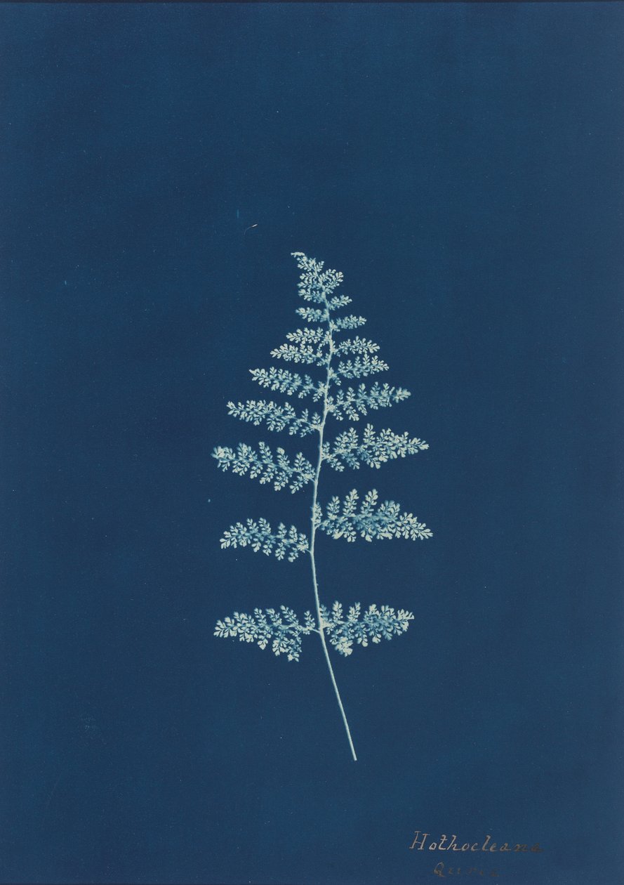 Hothocleana, c. 1850s by British Photographer